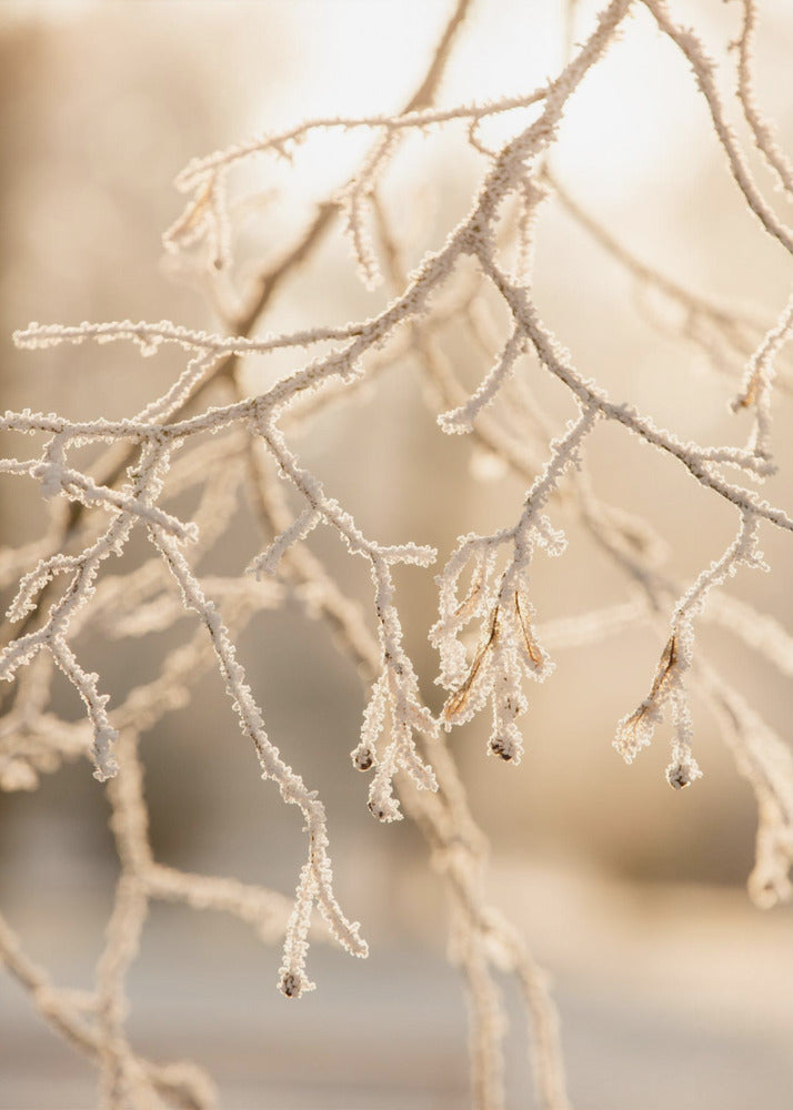 Frosty Morning 6 | Poster