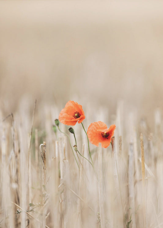 Summer Poppies | Poster