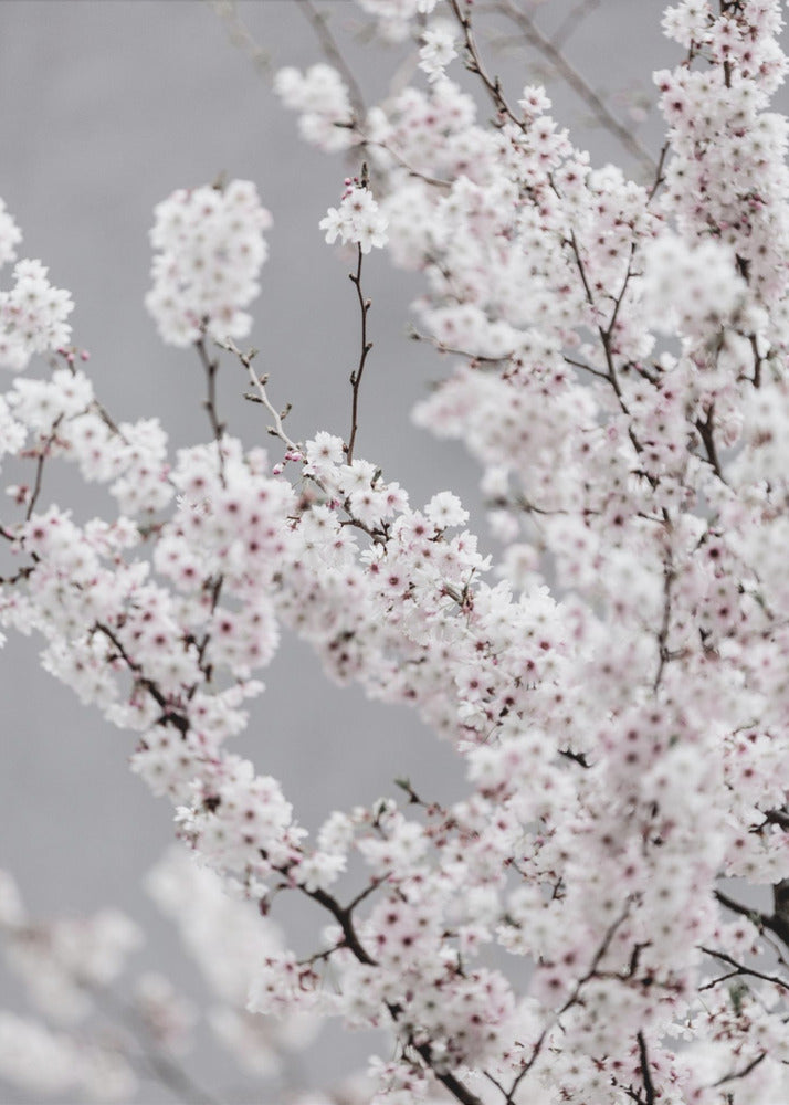 Colorful Spring 6 | Poster