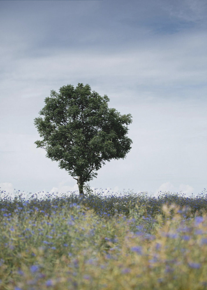 Summer Meadow | Poster