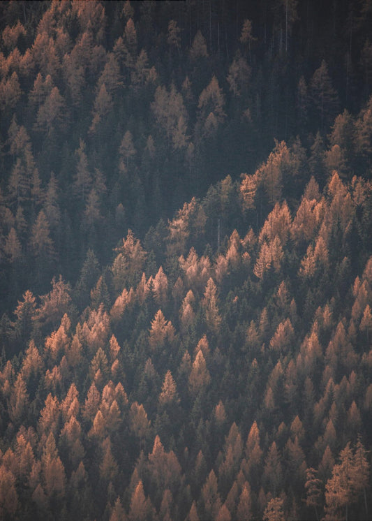 Autumn Woods 2 | Poster