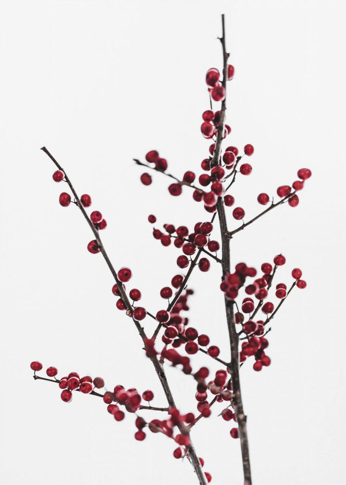Red Berries 2 | Poster