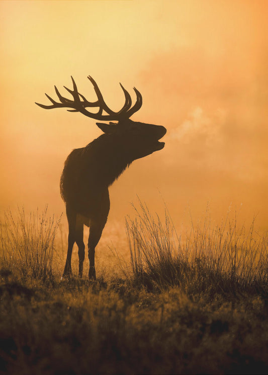 Morning call | Poster