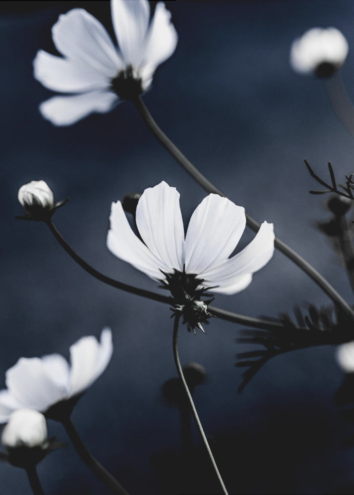 Wild Flowers 1 | Poster