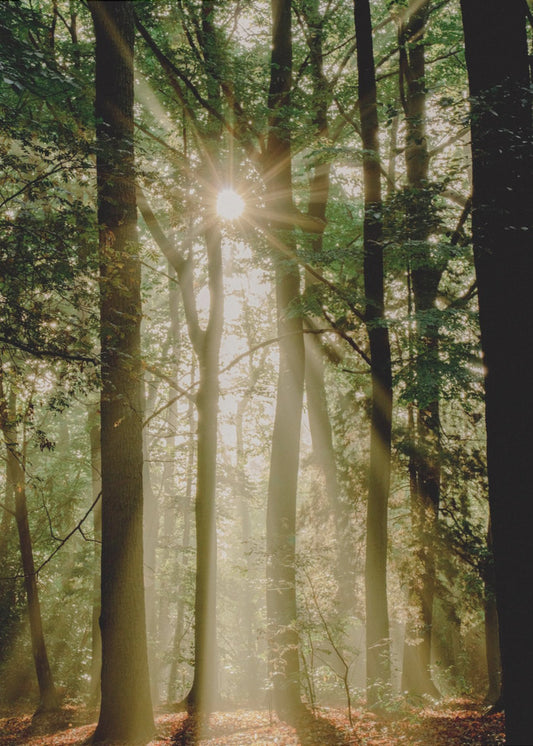 Sunbeams through the forest | Poster