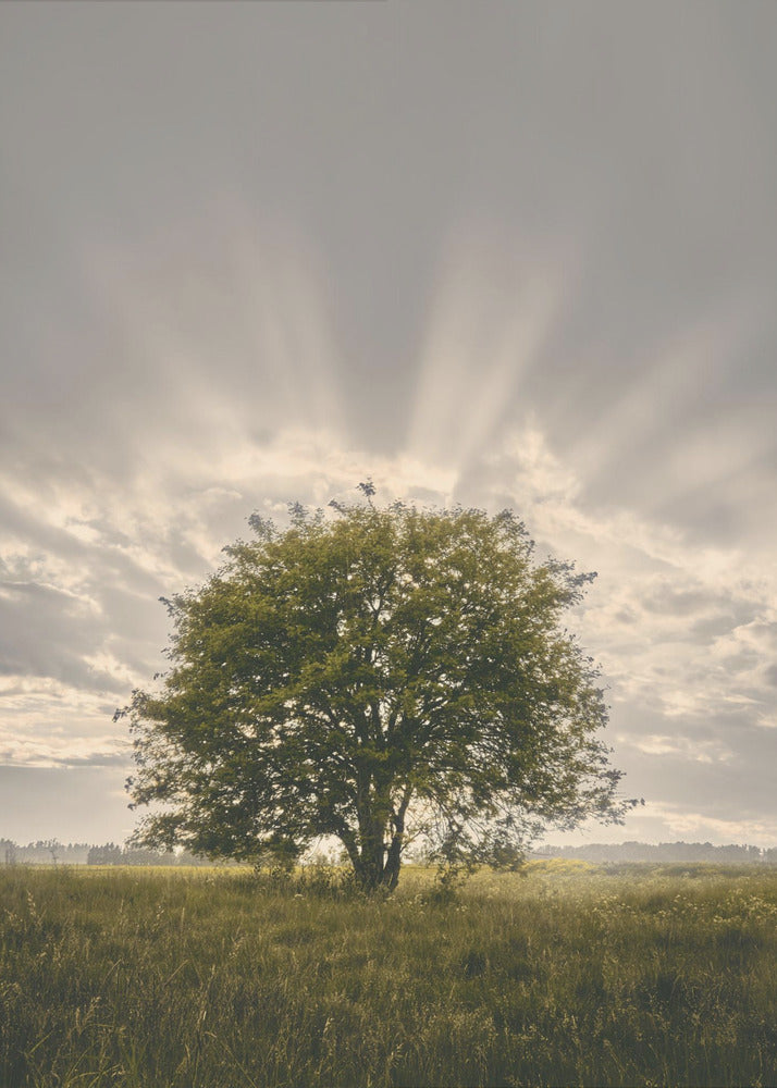 20220616 Dsf4394 | Canvas