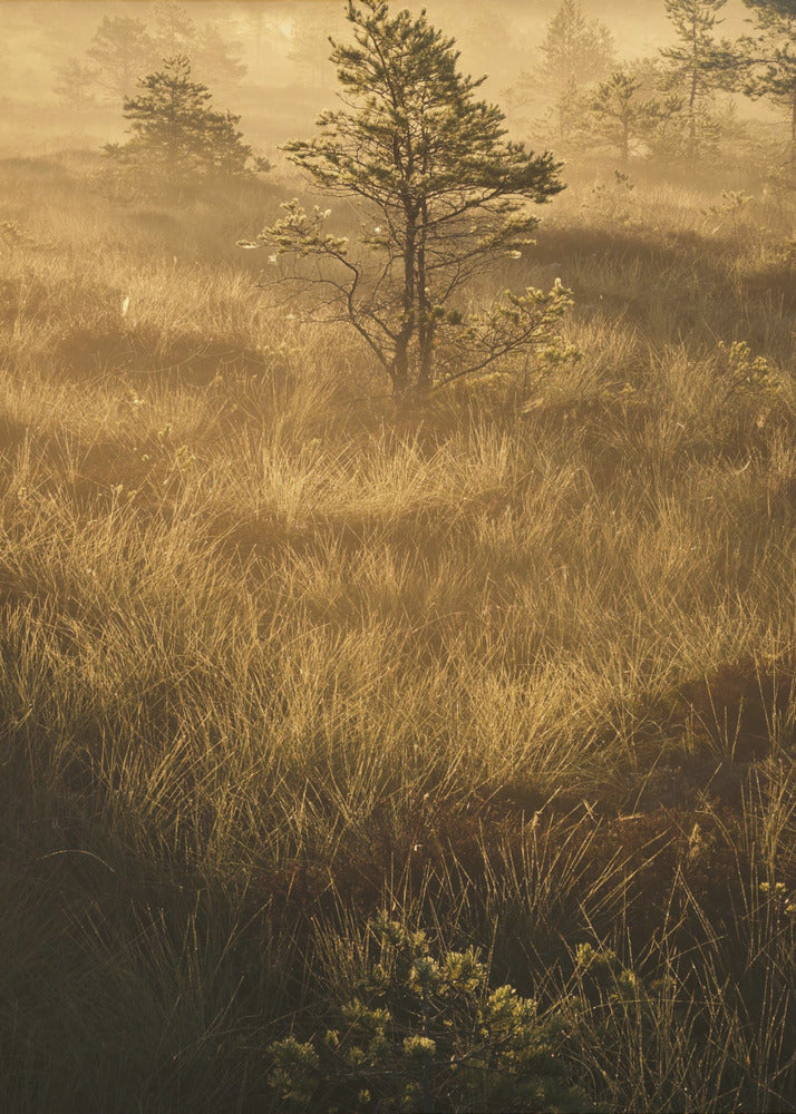 20220809 Dsf8033 | Poster