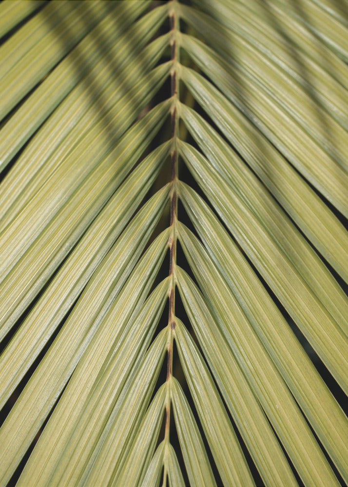 Tropical Leaf | Canvas