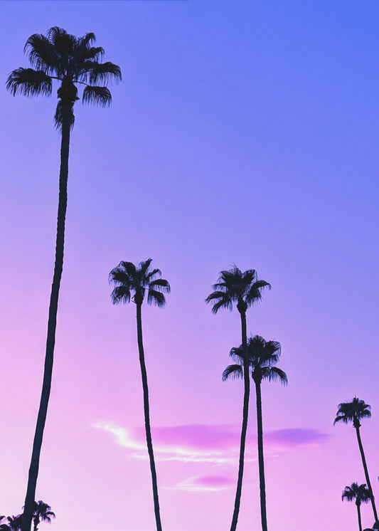Palm Tree Sunset | Poster