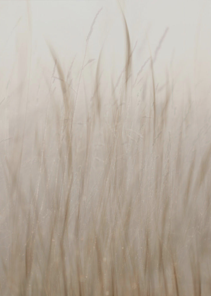 Meadow grass | Poster