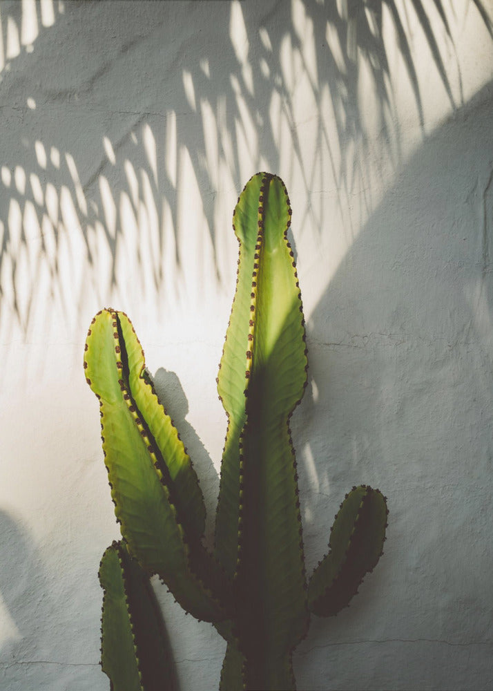 Socal Shadows | Poster