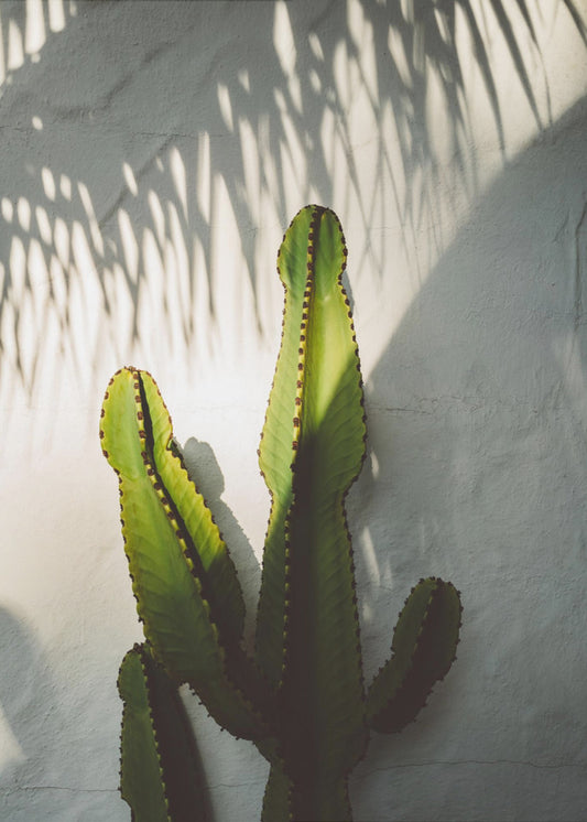 Socal Shadows | Poster