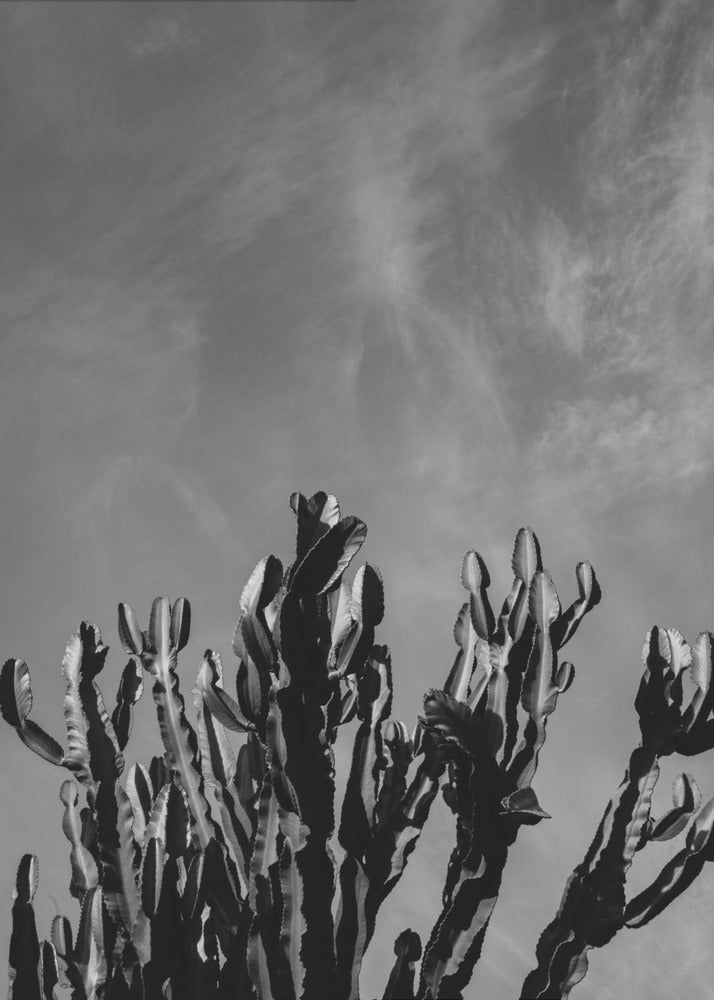 Monochrome Cactus Sky | Poster