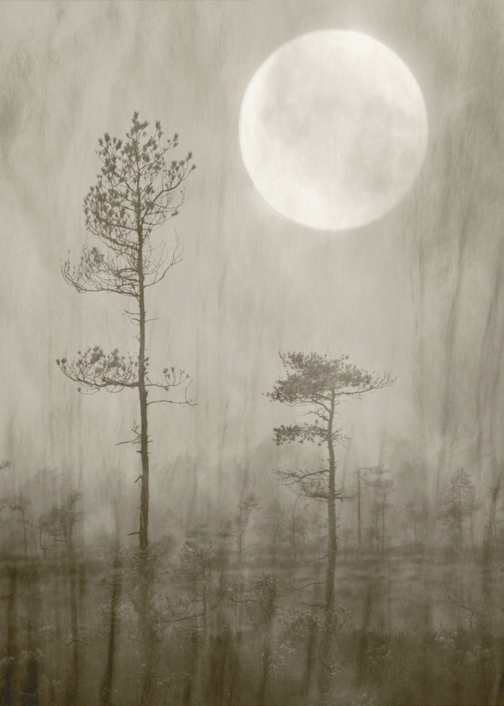 Moonlight Moor | Canvas