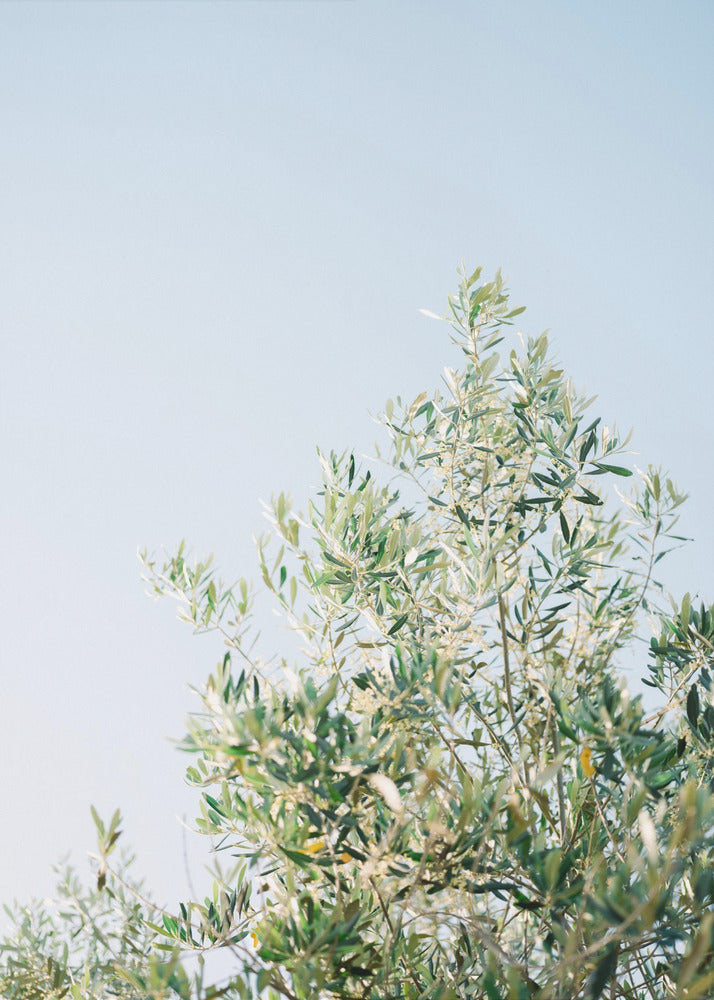 Olives In Ostuni | Italy Travel Photography | Poster