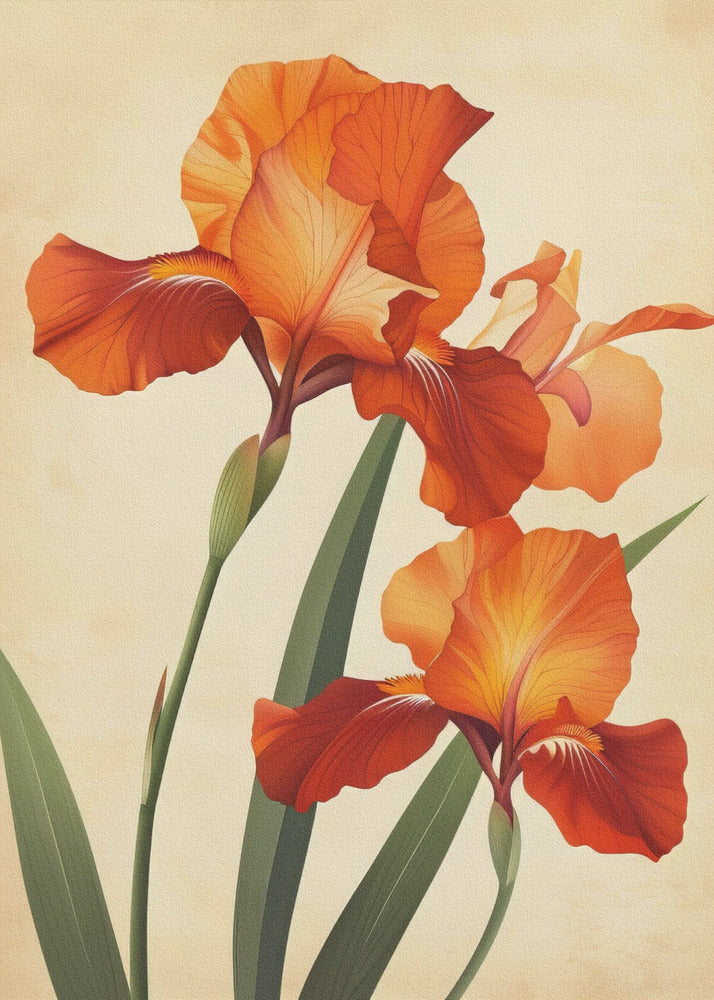 Poster Canvas Sng Iris 37 | Canvas