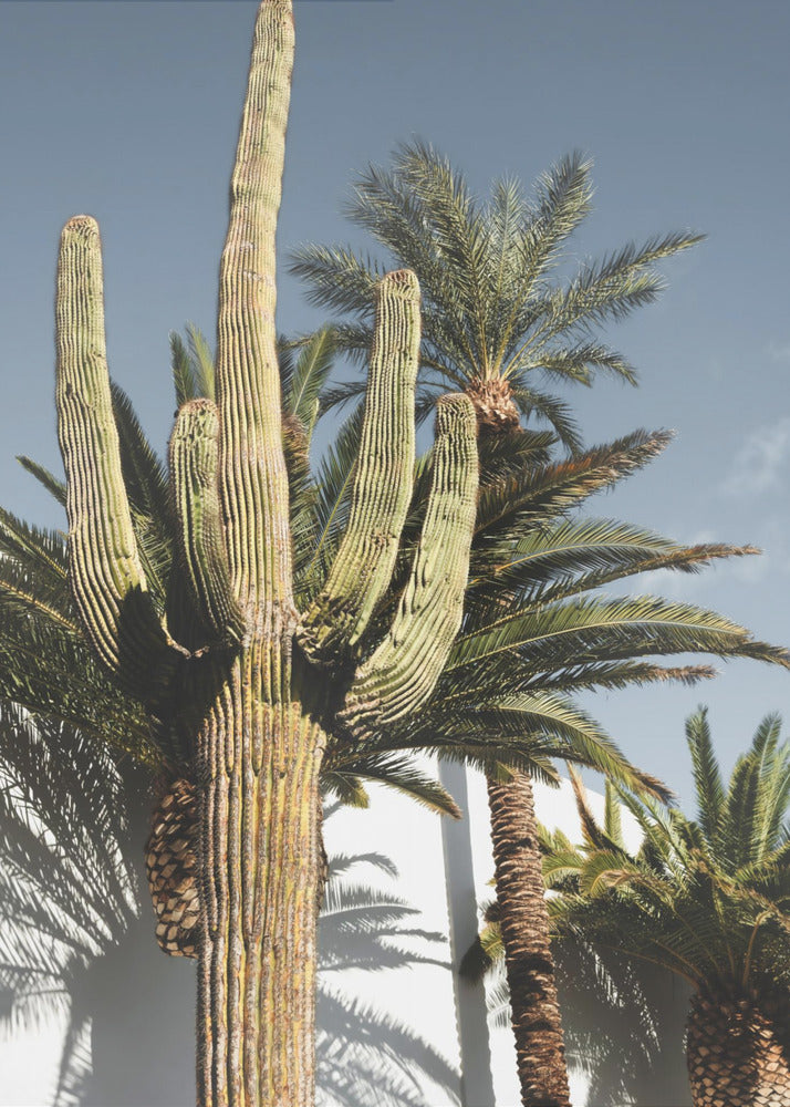 Cactus Las Vegas | Canvas