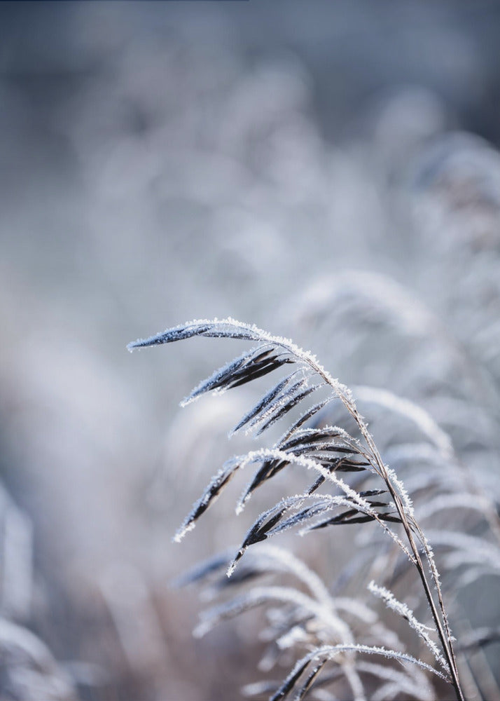 Frosty Morning 5 | Poster