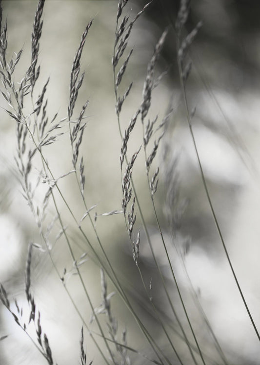 Summer Grass 1 | Poster