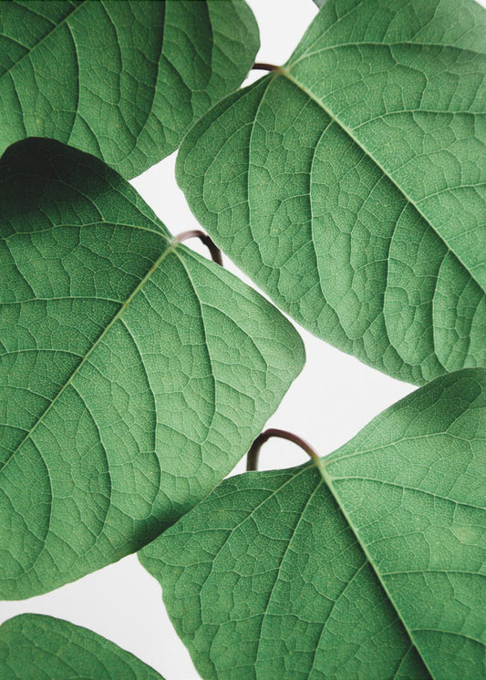 Summer Branches | Poster