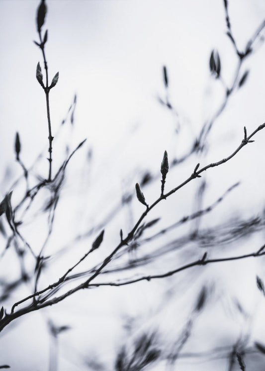 Winter Branches 2 | Poster