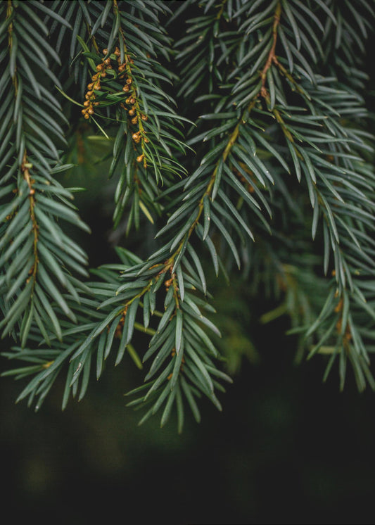 Winter Branches 7 | Poster