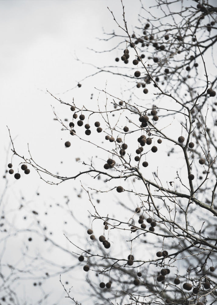 Winter Silhouettes 6 | Poster