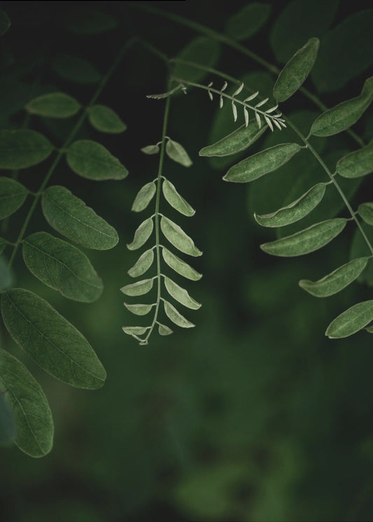 Dark Leaves 17 | Poster