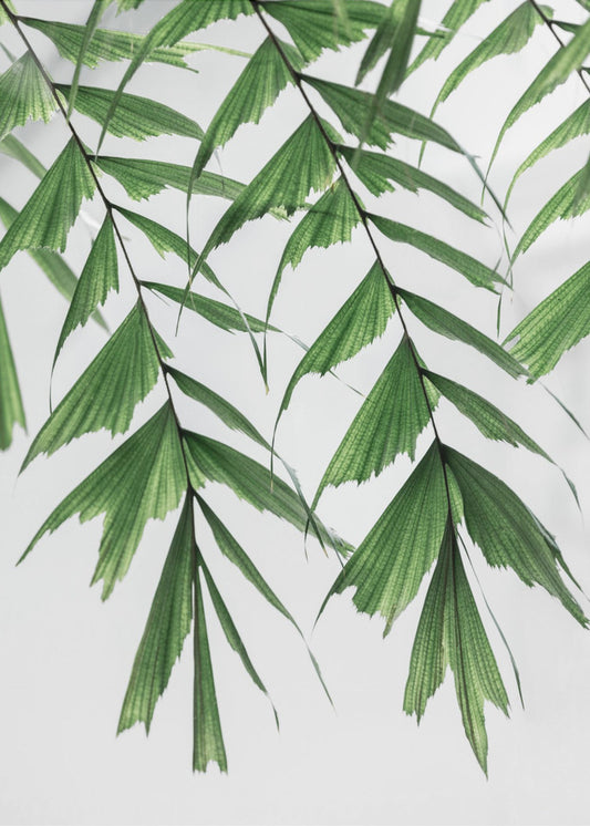 Summer Branches 3 | Poster