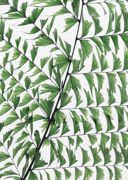 Summer Branches 4 | Poster