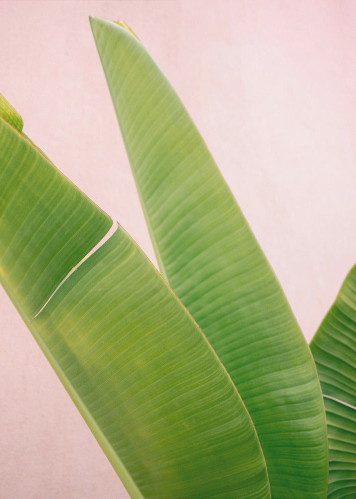 Merida Green on Pink | Canvas