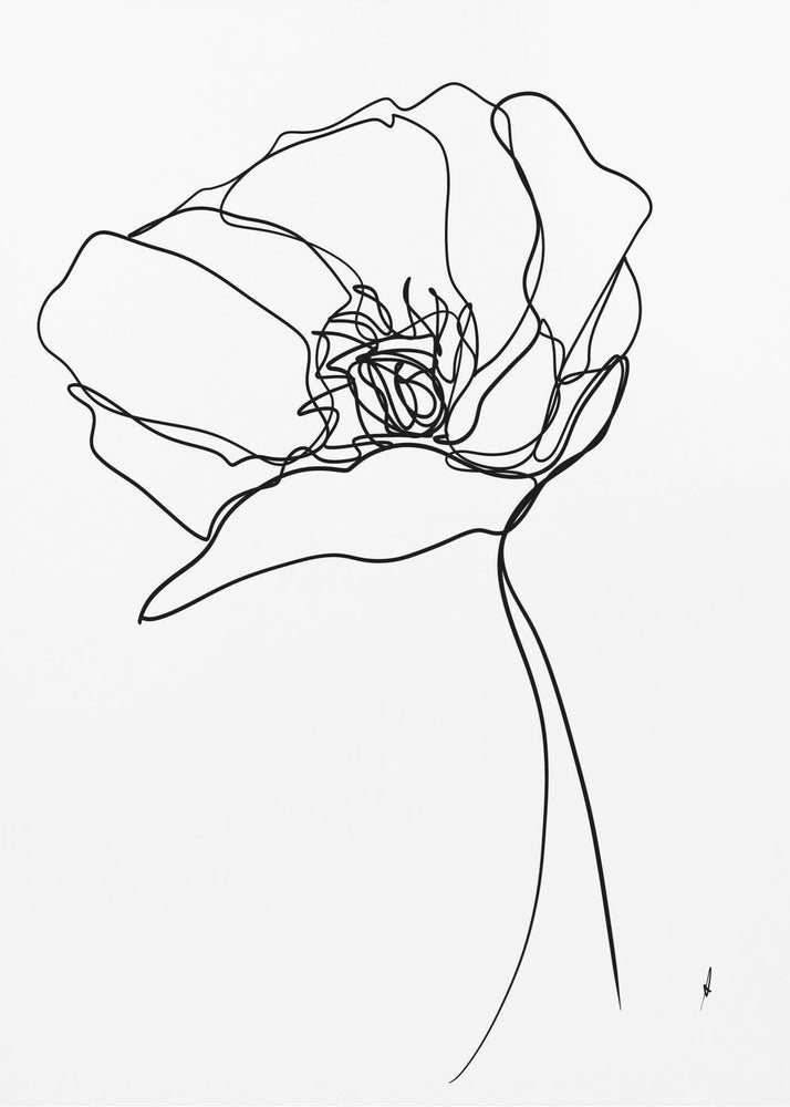 Poppy in One Line | Canvas