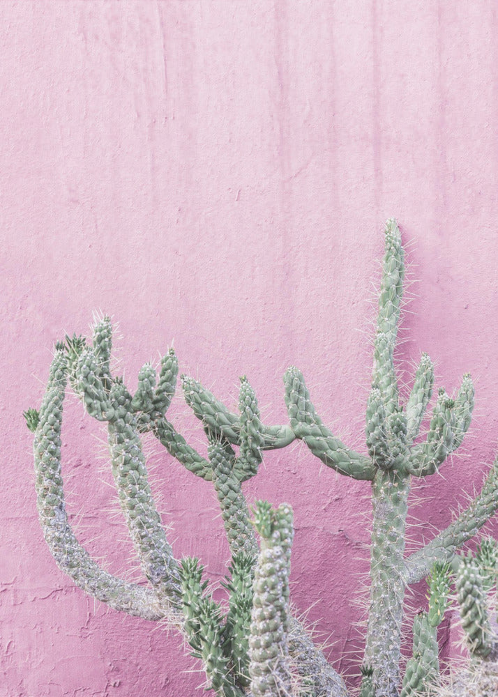 Cactus On Pink | Poster