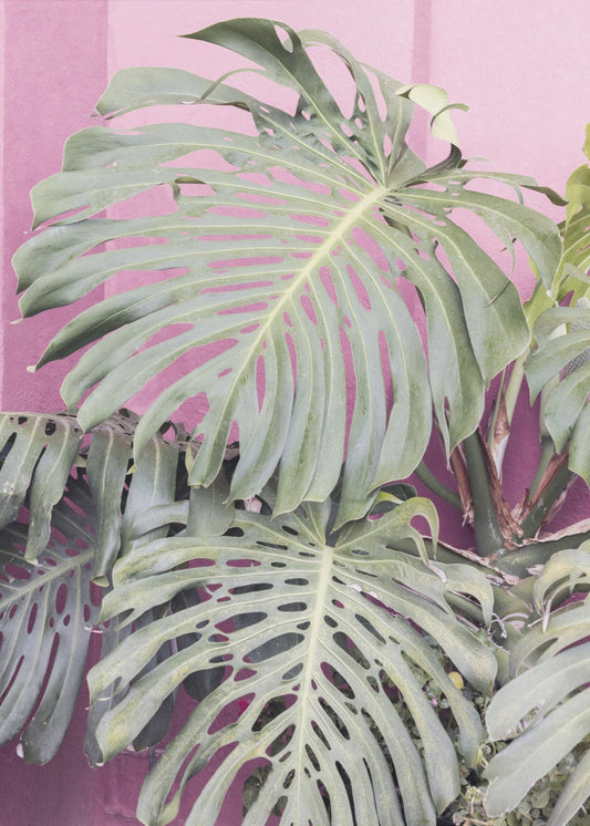 Monstera leaf La Muralla | Canvas