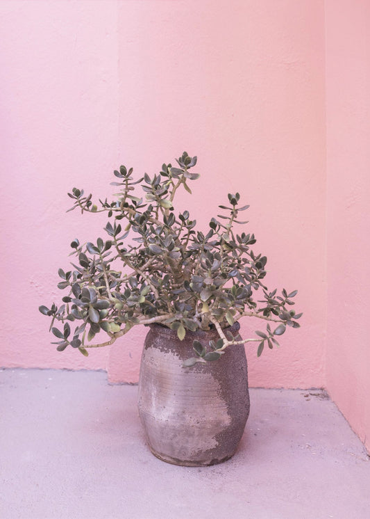 Spanish Rustic Succulent | Poster