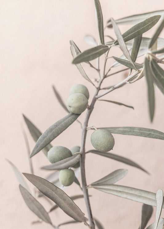 Olives | Poster