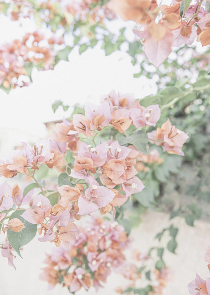 Peach Bougainvillea | Canvas
