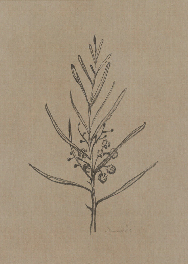 Blackwood Sapling | Canvas