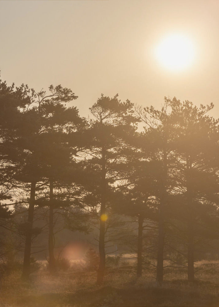 A Morning Scene 5 | Poster