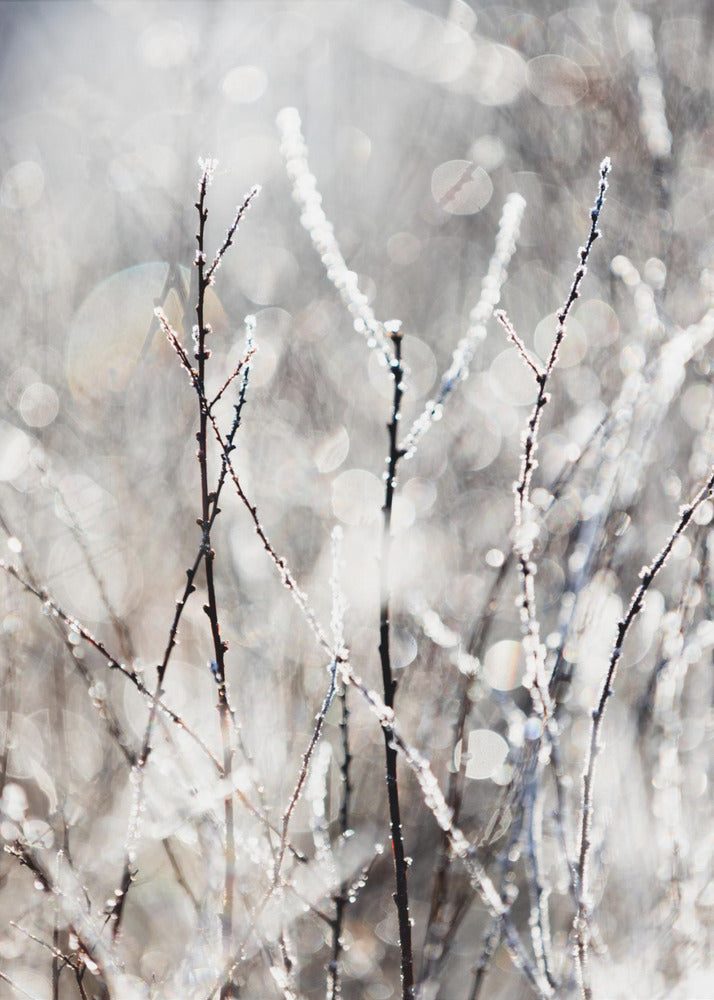 A Winter Morning 4 | Poster