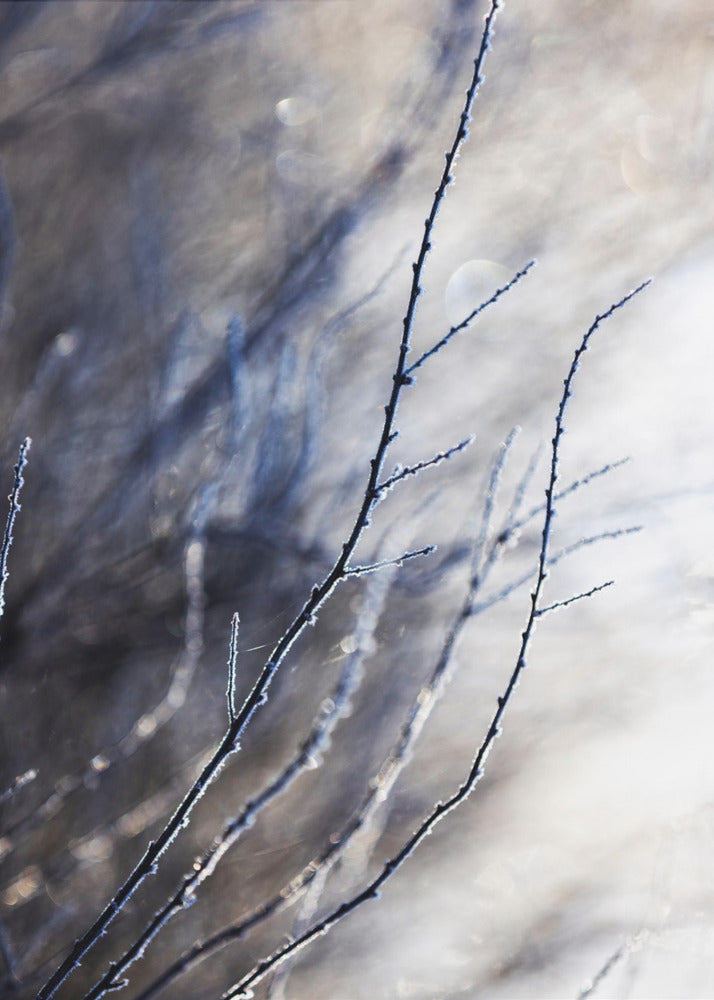 A Winter Morning 7 018a4832 | Poster