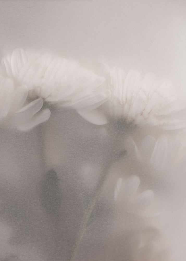 Blurred Flowers 2 | Poster