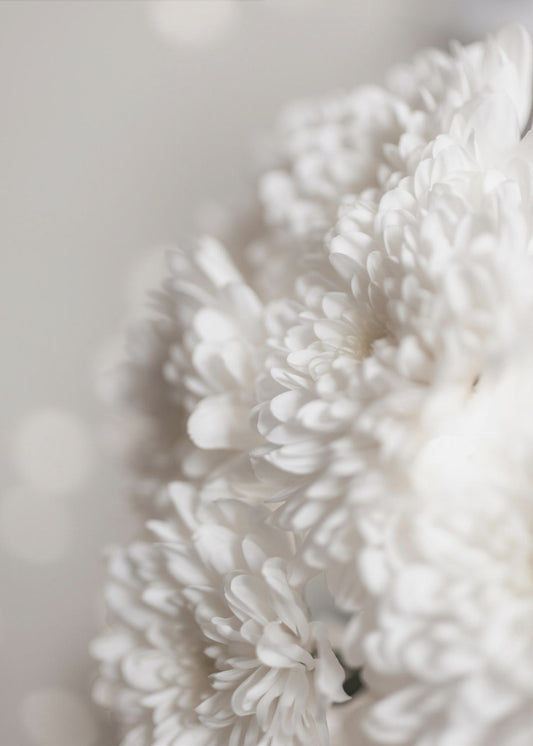 White Flowers | Poster