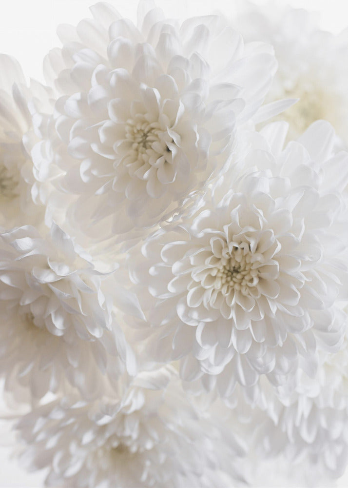 White Flowers 1 | Canvas