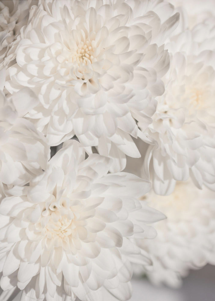 White Flowers 2 | Poster