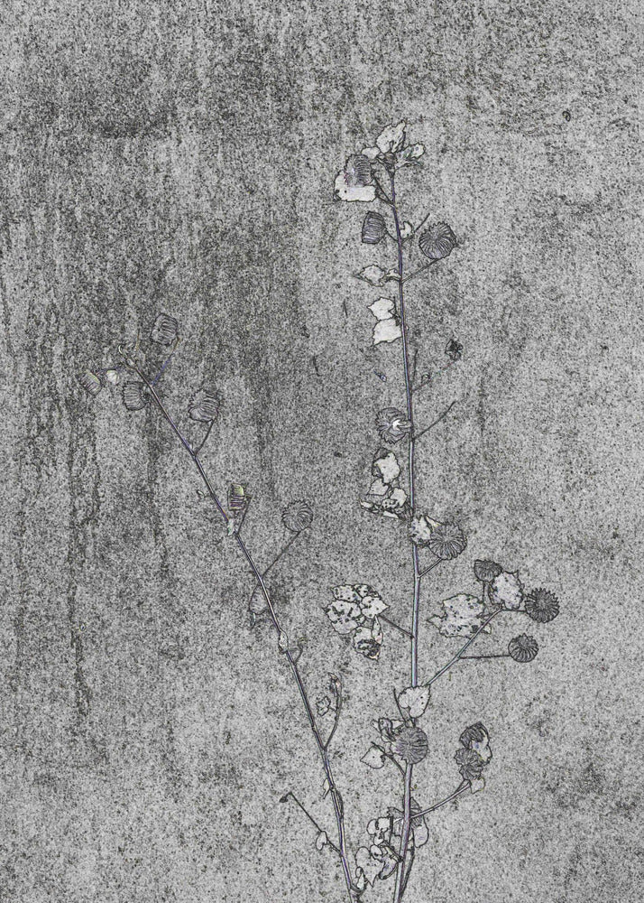 Delicate Decay | Canvas