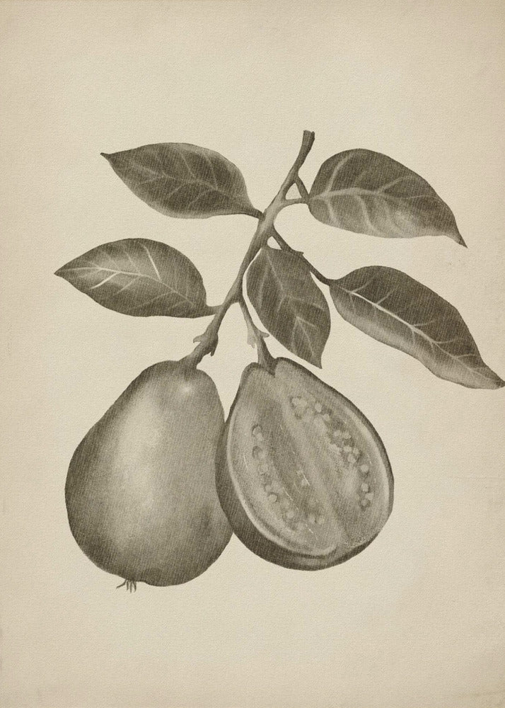 Vintage fruit | Poster