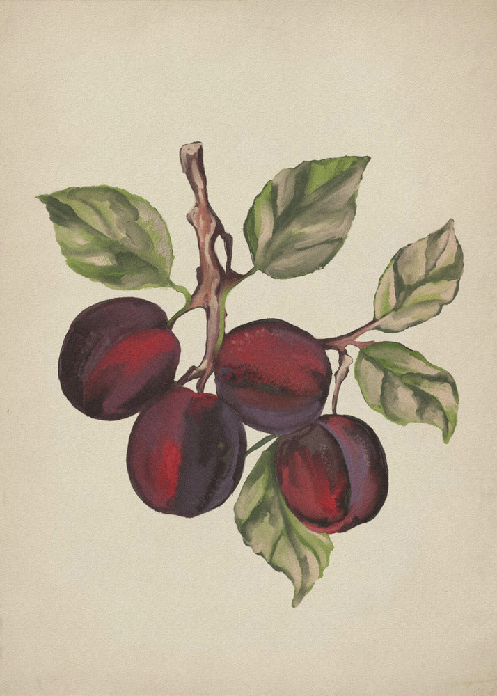 Vintage fruit collection | Canvas