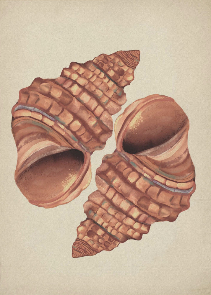 Seashell vintage | Canvas