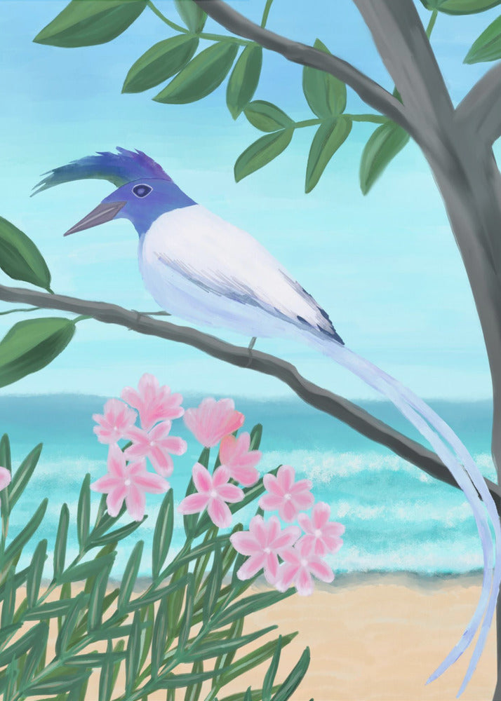 White-throated Magpie-Jay | Canvas